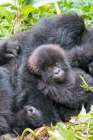 Rwanda, Musanze District, Volcanoes NP, Ruhengeri, Kinigi. Mountain gorilla, baby and mother. Art Print
